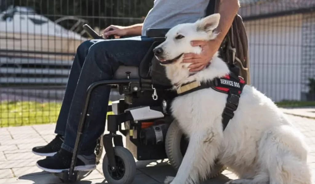 A landlord reviews tenant rights regarding service dogs while a person in a wheelchair holds their support animal.